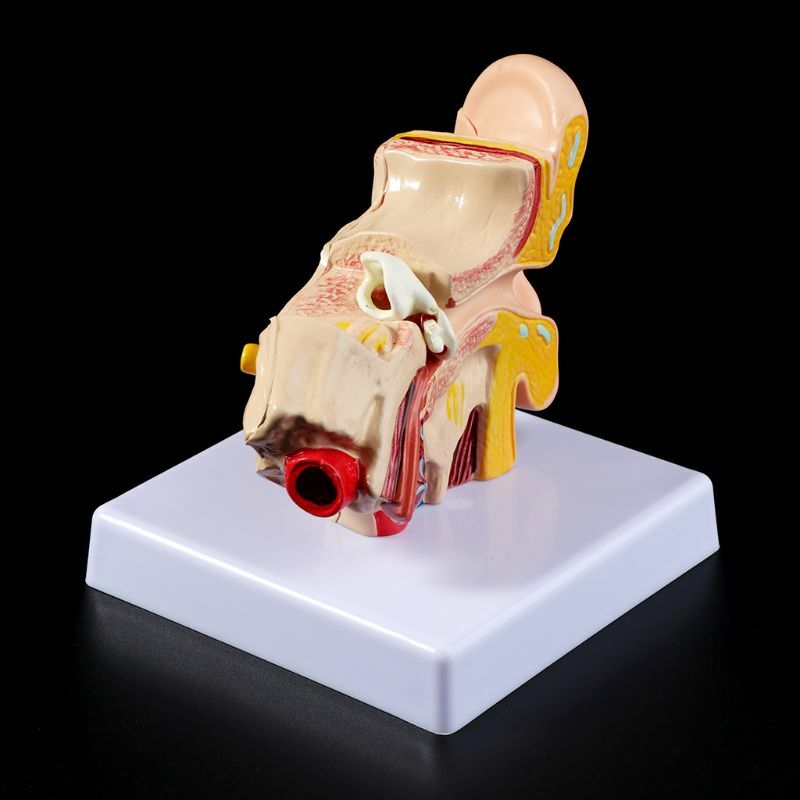 1.5 Times Life Size Human Ear Anatomy Model Organ Medical Teaching Supplies US