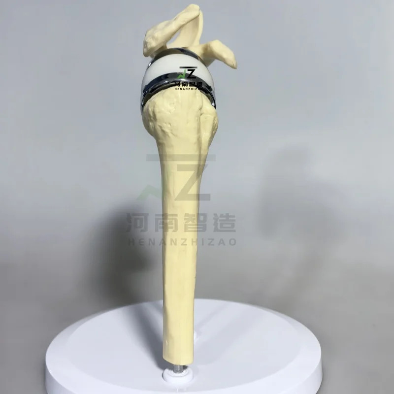 2025 New Artificial Shoulder Joint Manual Model High Quality Orthopedic Model