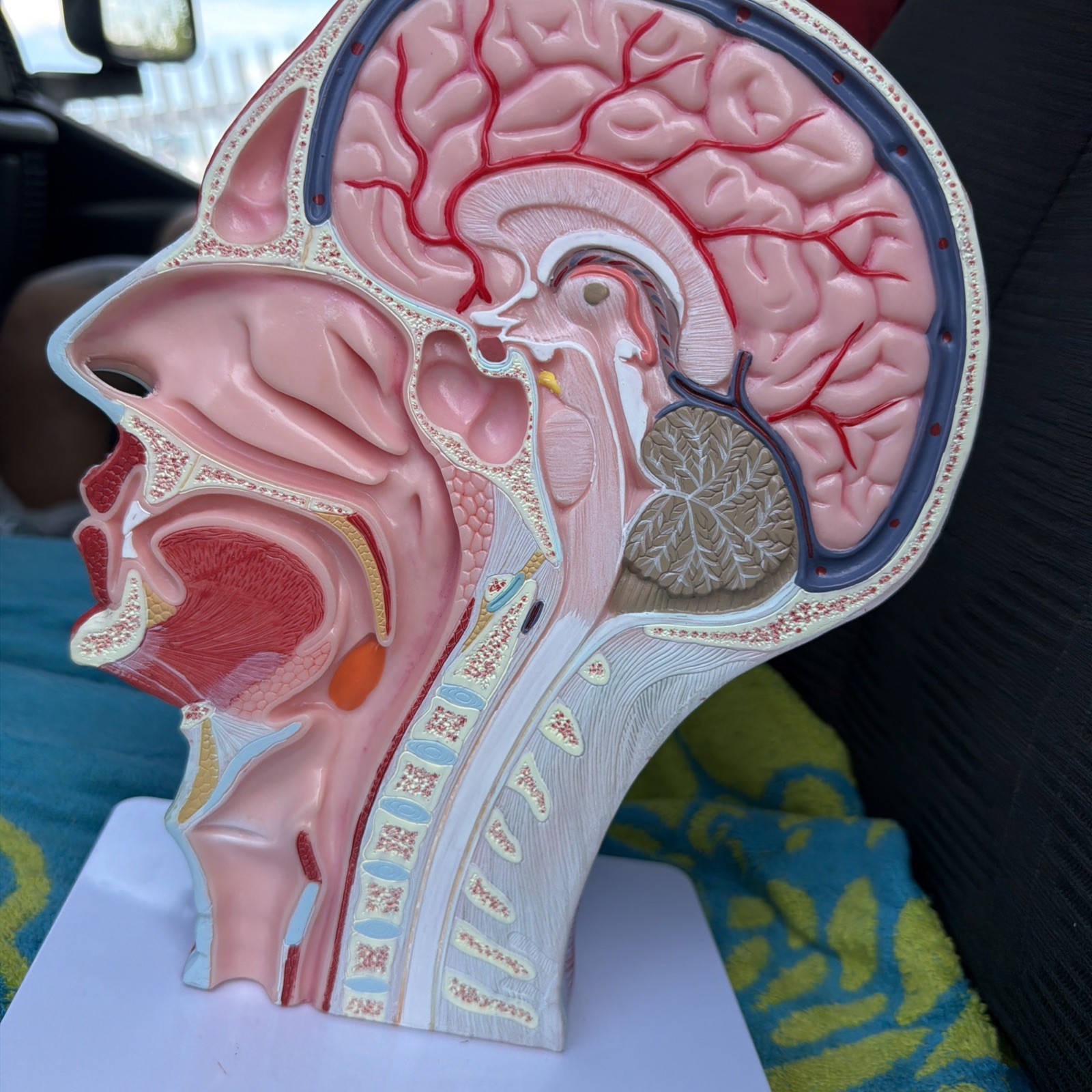 EVOTECH Human Half Head Neurovascular Model Life Size Skull Brain Anatomy Rotate
