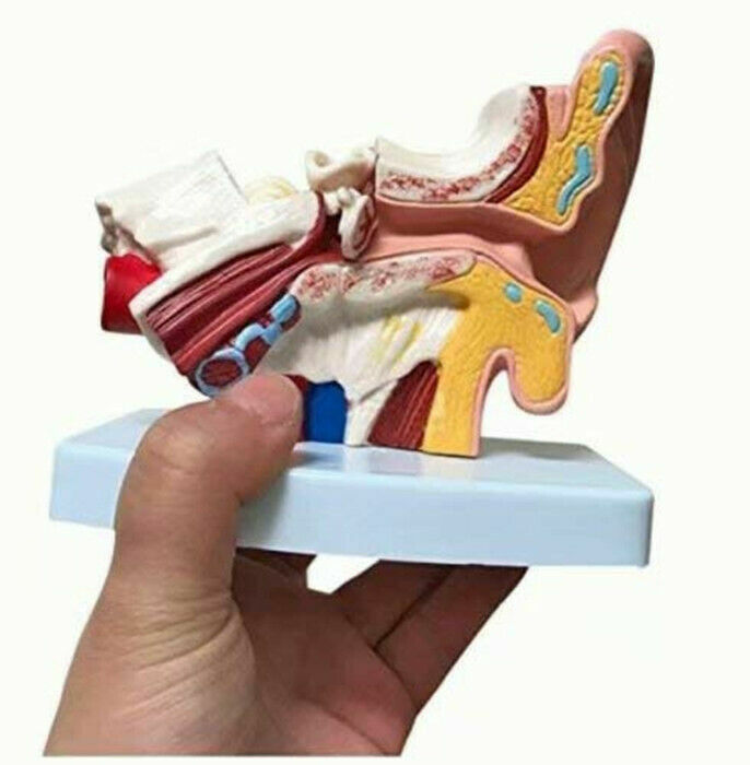Human Ear Joint Simulation Model Medical Anatomy PVC Plastic Teaching Model USA