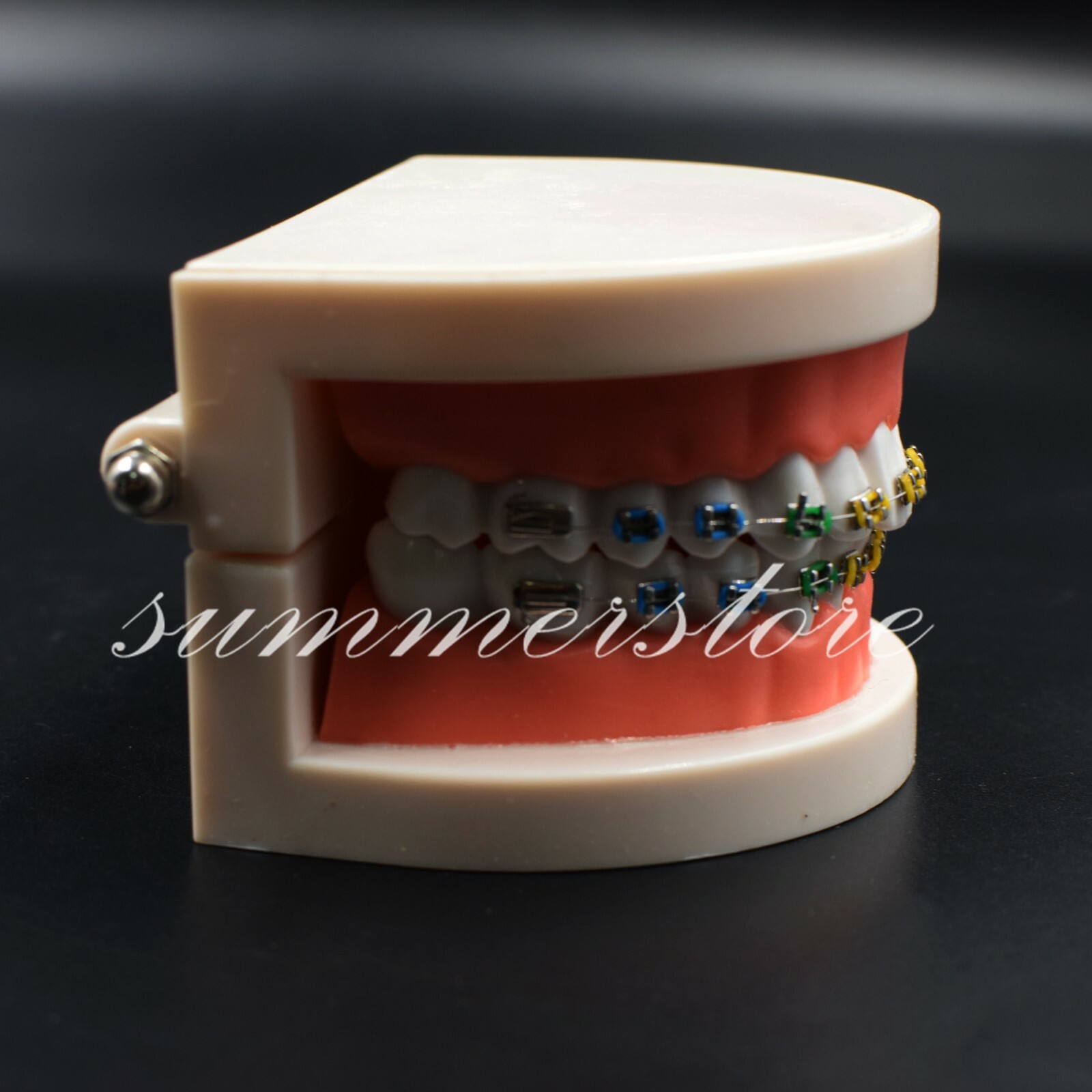 1x Dental Orthodontic Standard Teeth Model With Bracket&Buccal Tube&Ligature Tie
