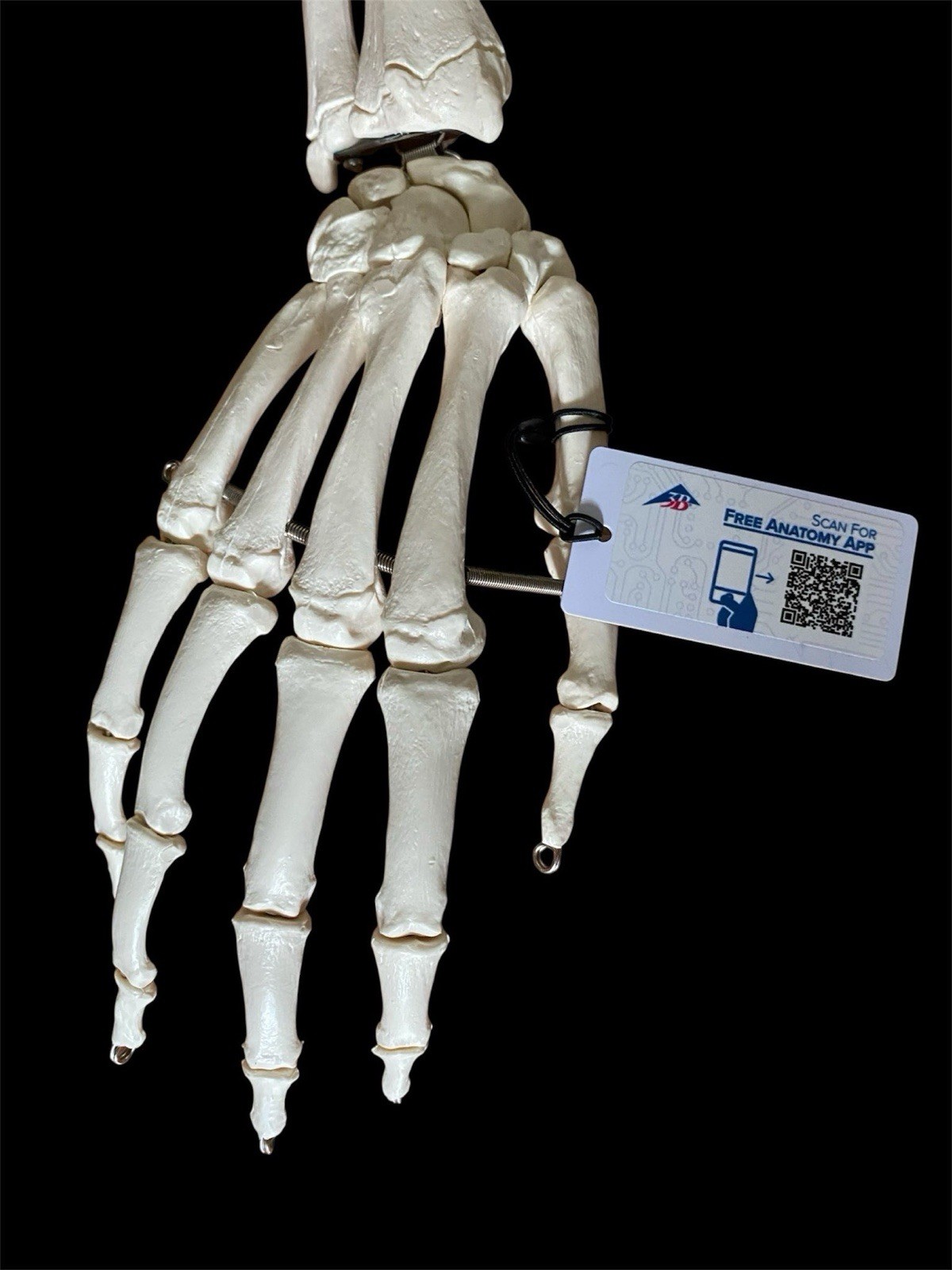 Brand New 3B Anatomical Model Arm