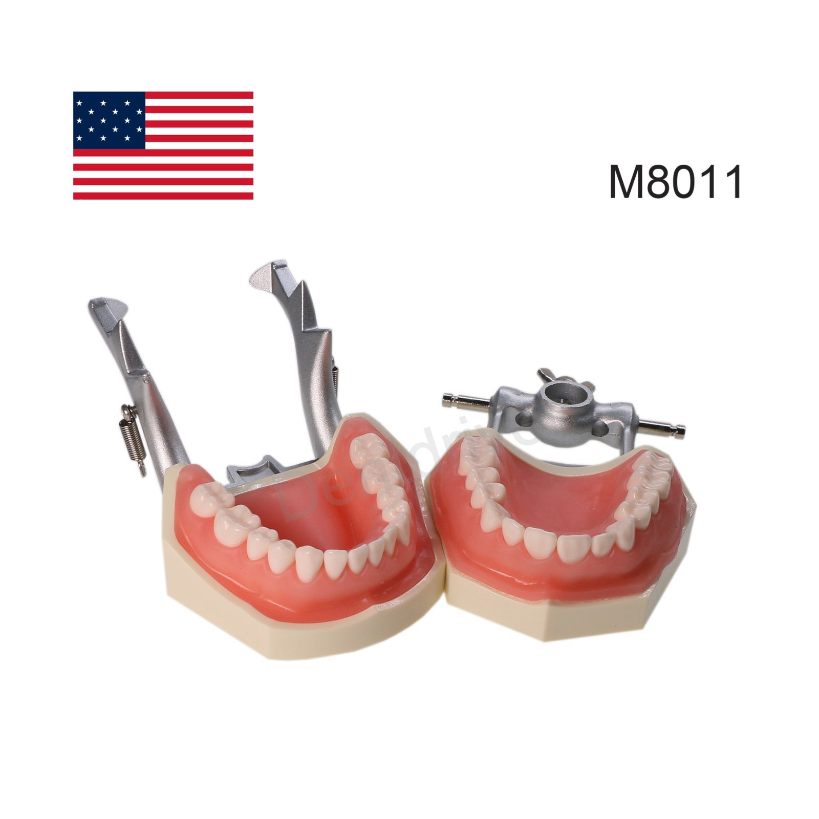 US Dental Typodont Model Mounting Pole Compatible with Columbia/Kilgore/Nissin