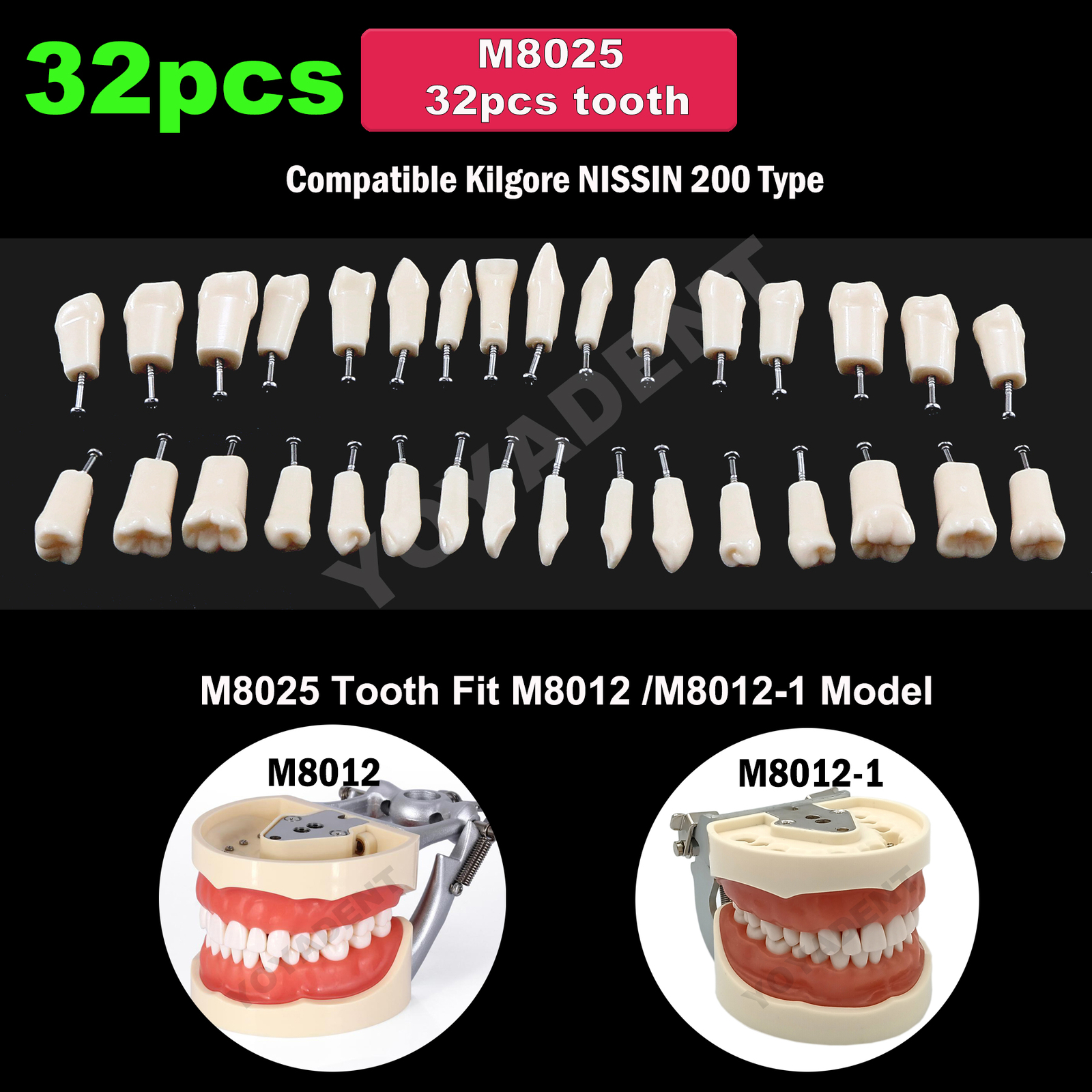 US Kilgore NISSIN 200 Type Dental Typodont Model With 32Pcs Removable Teeth 8022