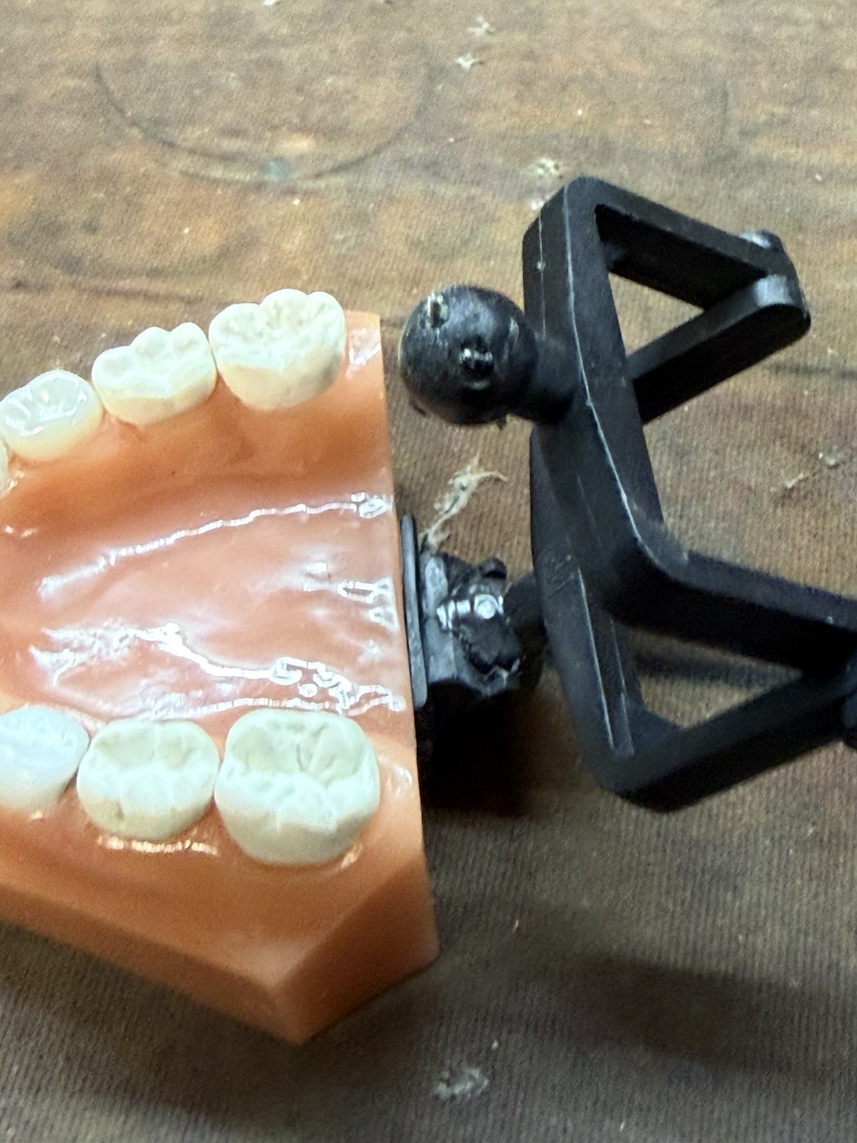 NuSmile Dental Typodont Training Model Consultation Teeth Display w/ Bench Clamp
