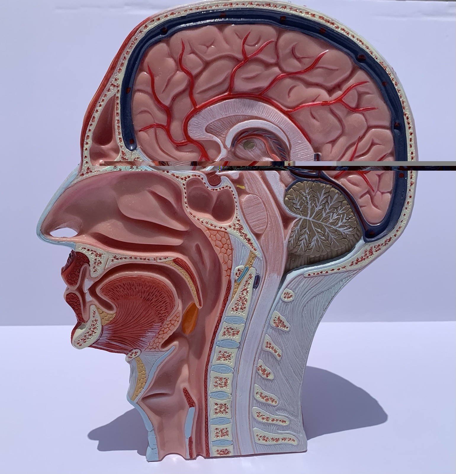 Life Size Human Half Head Anatomy Model Neurovascular Teaching Aid