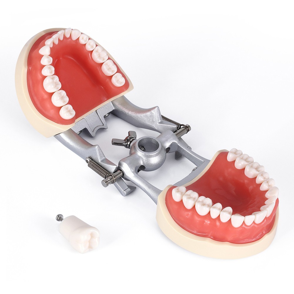 Dental Typodont Model With Removable Screw-in Teeth Anatomical Screw Mounted