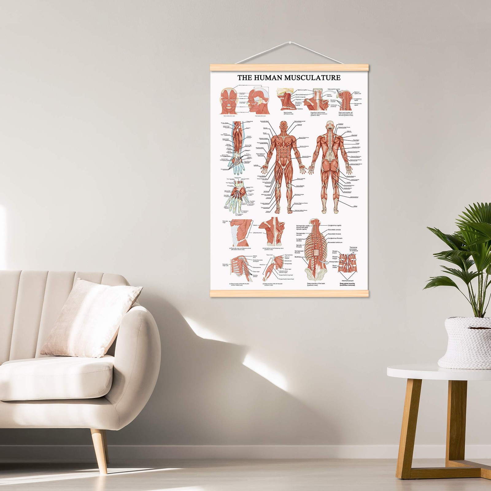 The Human Muscular System Chart Hanging Scroll Frame Canvas Print Human Anato…