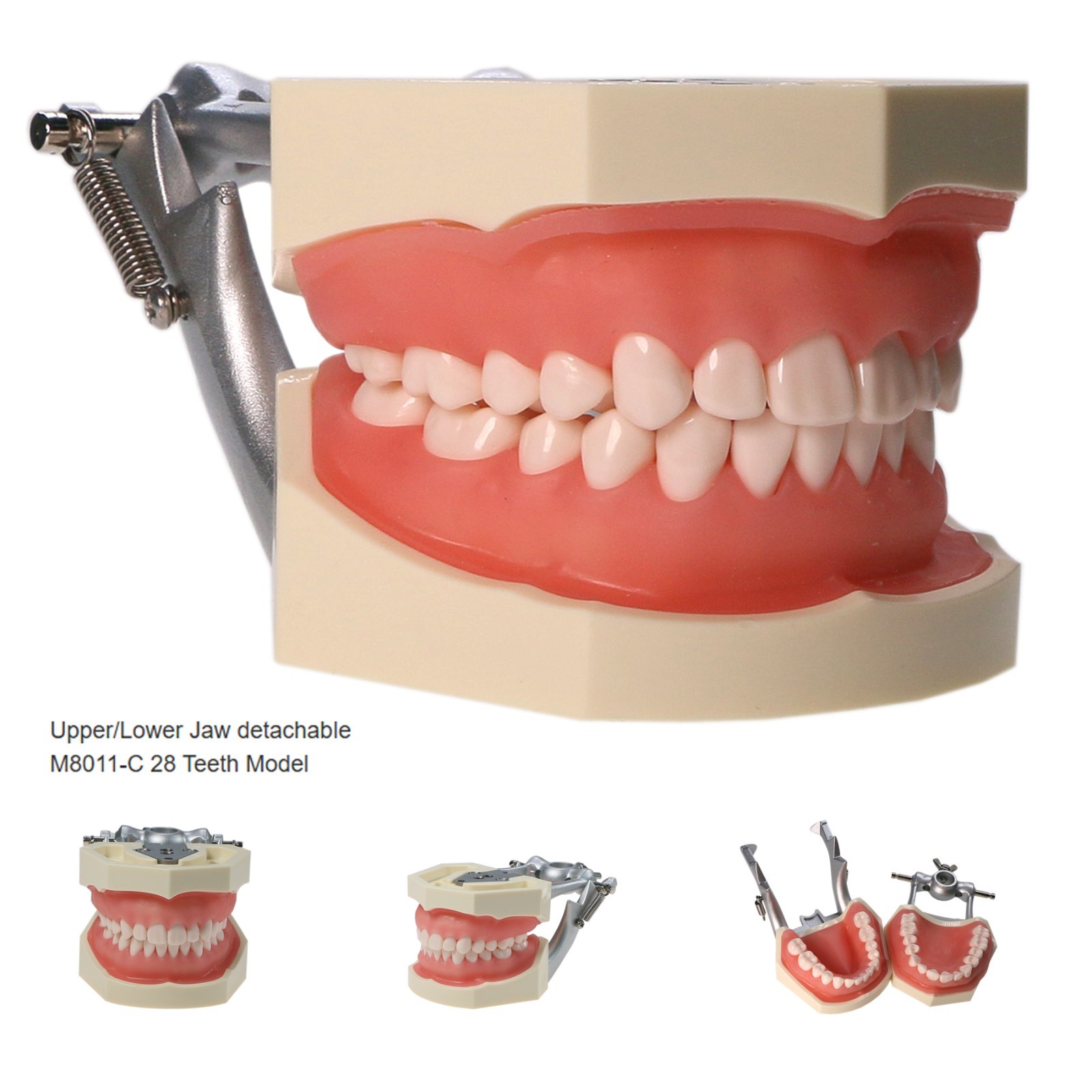 US Kilgore nissin 500 Dental 28 Teeth Model Replace Teeth typodont mounting pole