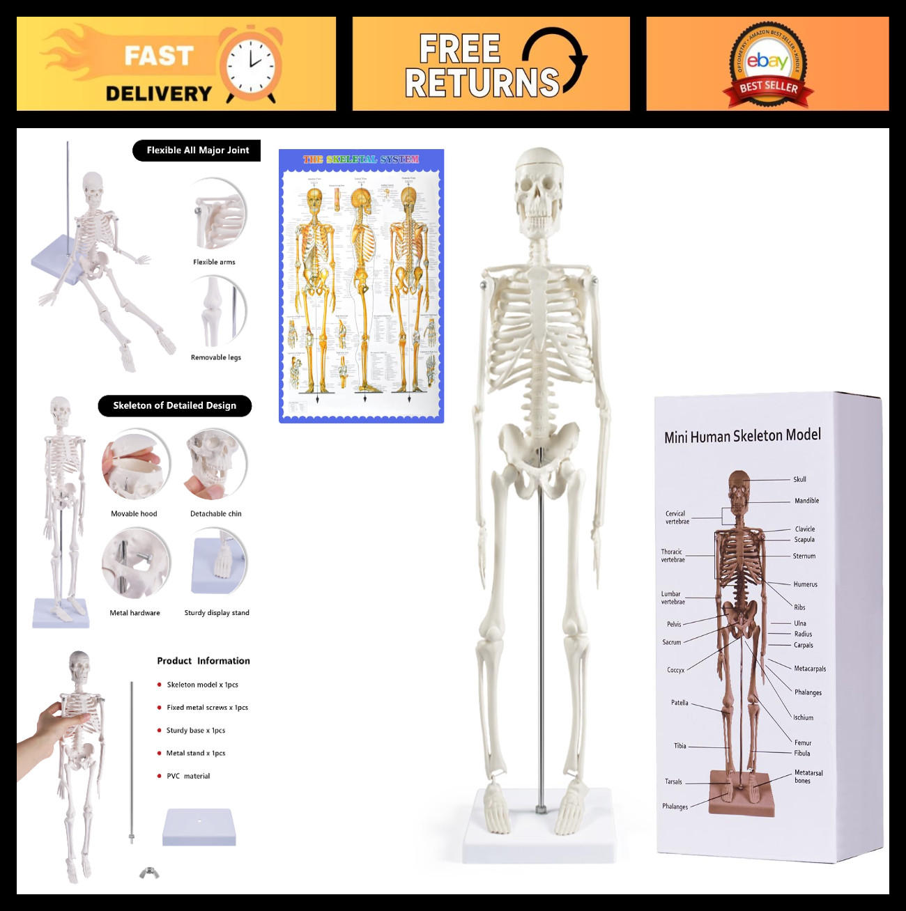 17″ Mini Human Skeleton Model – Anatomical Study Tool with Movable Arms & Legs,
