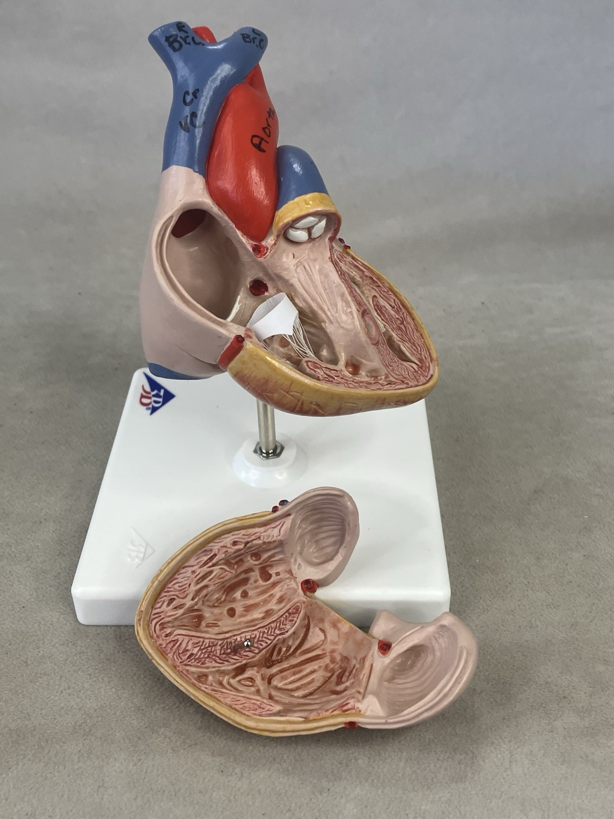 3B Scientific G08 Classic Human Heart Model, 2 part Anatomical Model