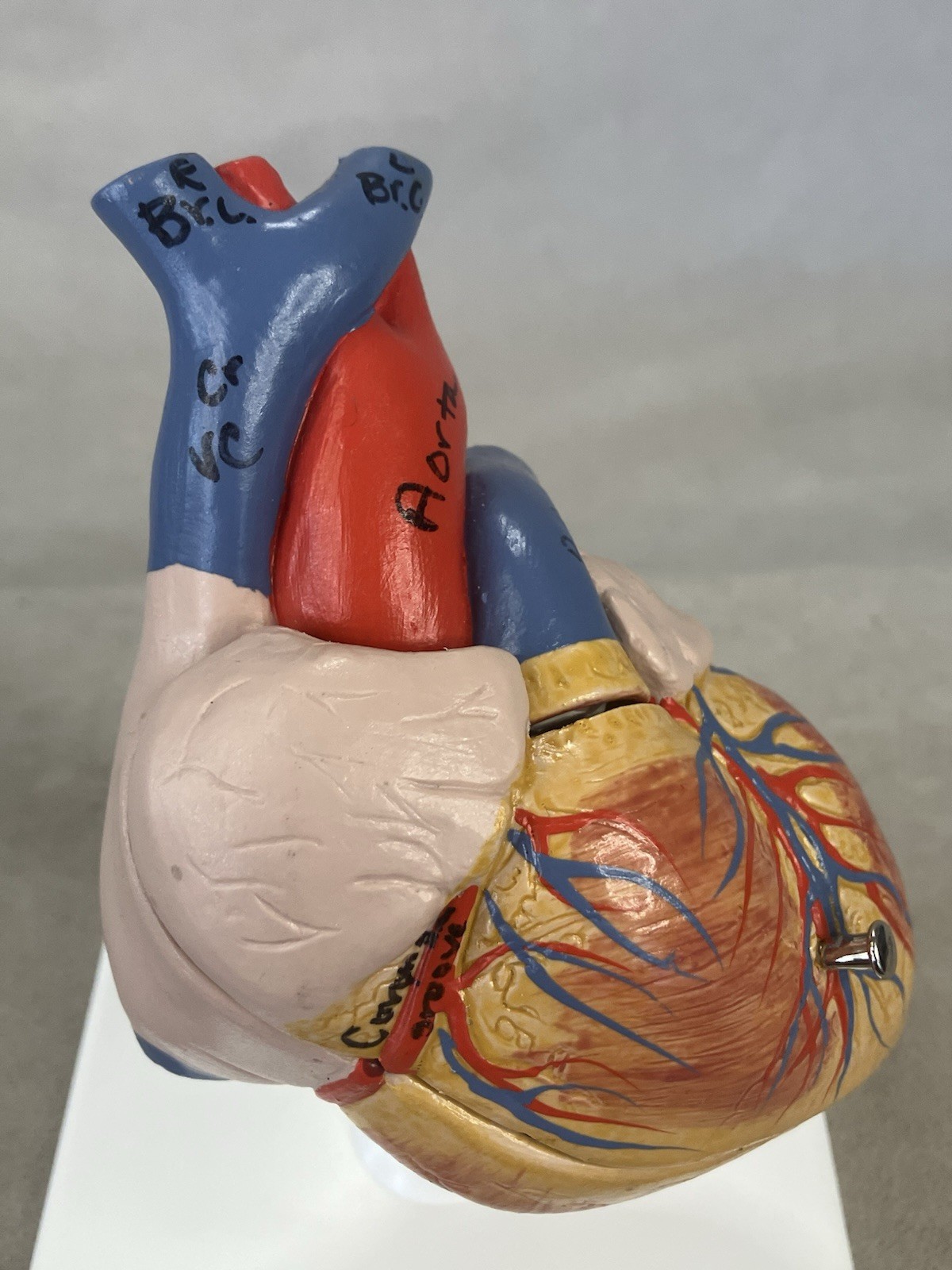 3B Scientific G08 Classic Human Heart Model, 2 part Anatomical Model