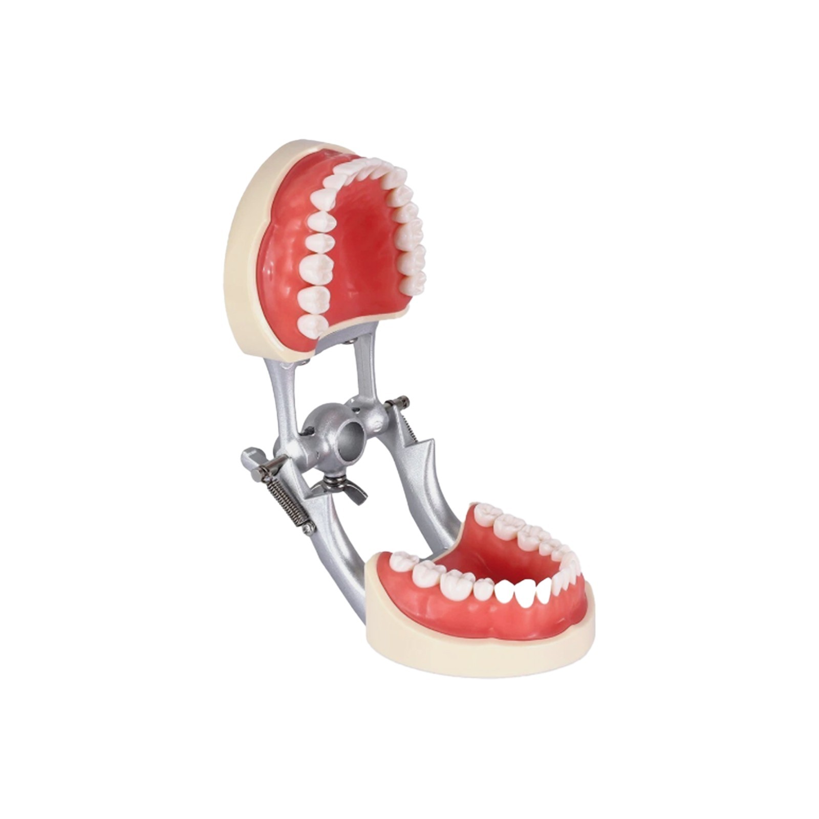 US Dental Typodont Teeth Models fit Kilgore NISSIN 200/500 Type & Columbia 860