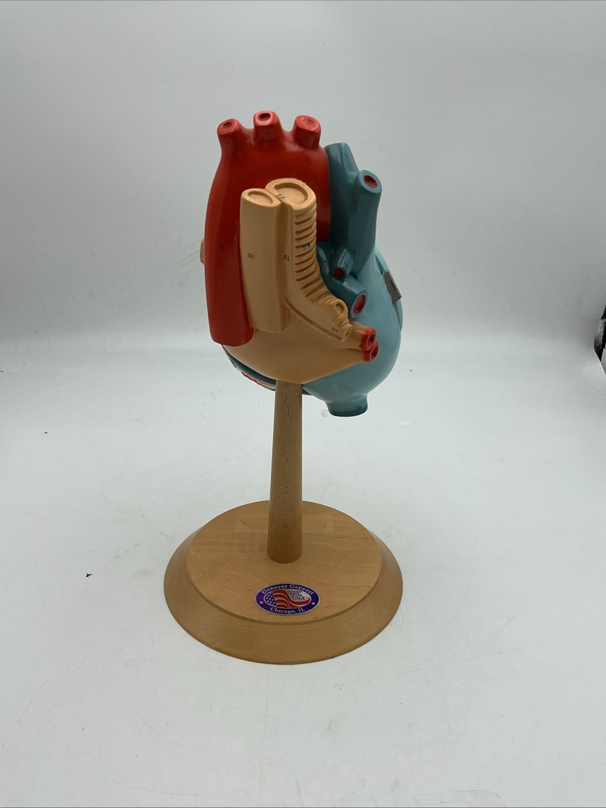 Denoyer Geppert Heart of America 0140-00 Anatomical Model Anatomy
