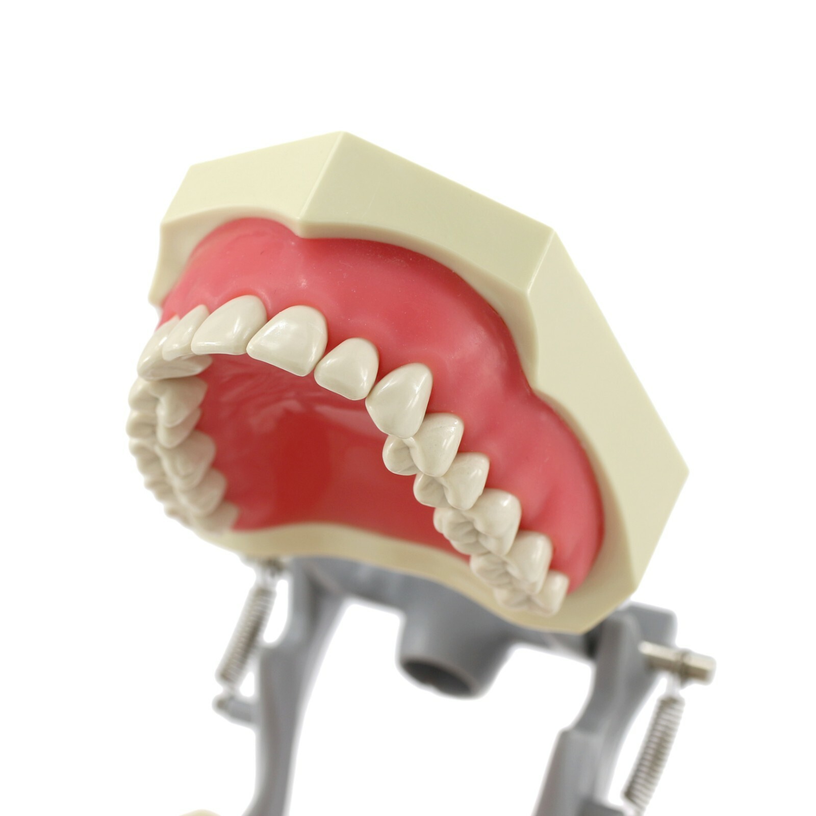 Dental Columbia 860 Style Typodont Model Mounting Pole Replacement Teeth 32 Pcs