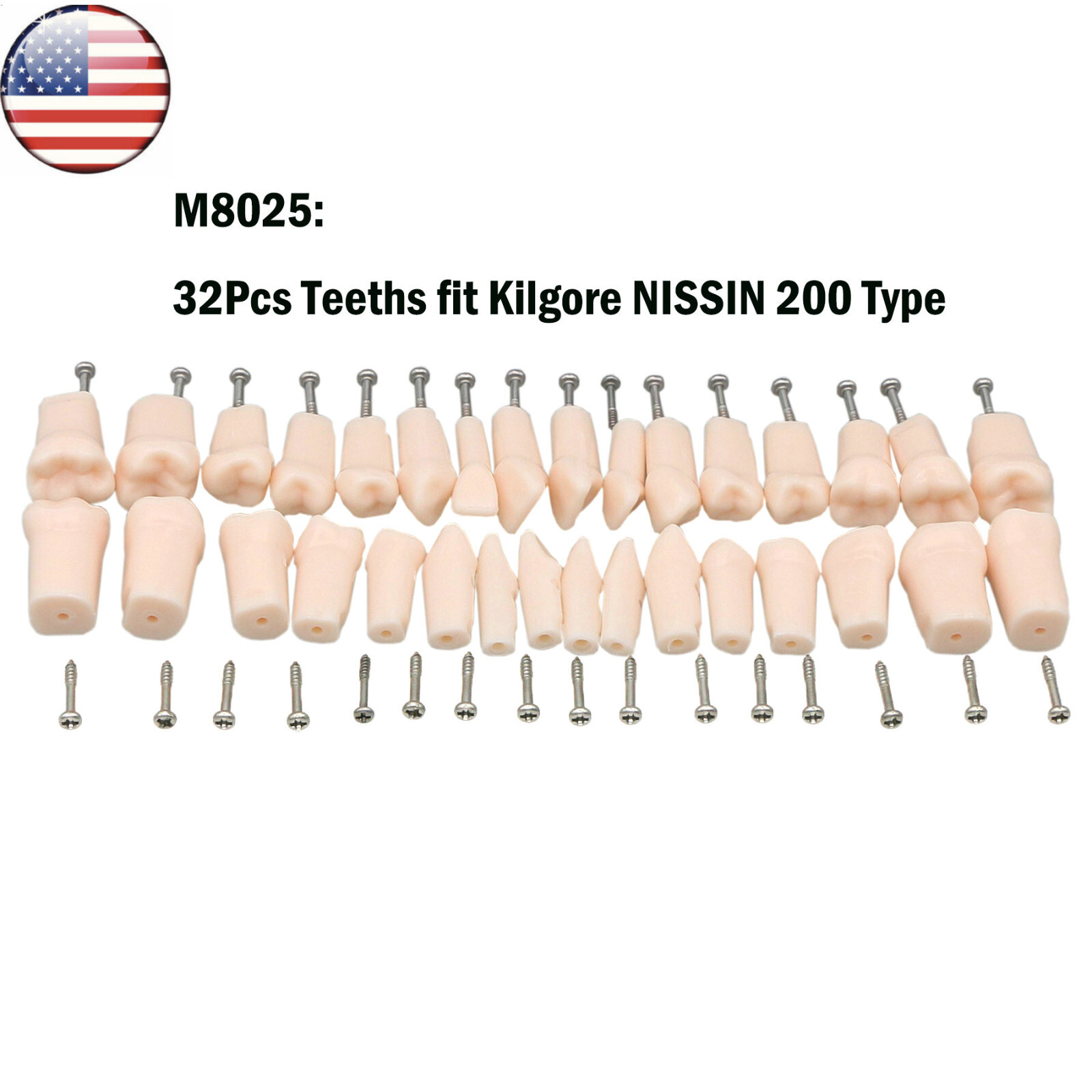 Kilgore Nissin 200/500 Dental Typodont Model With Removable Teeth Mounting Pole