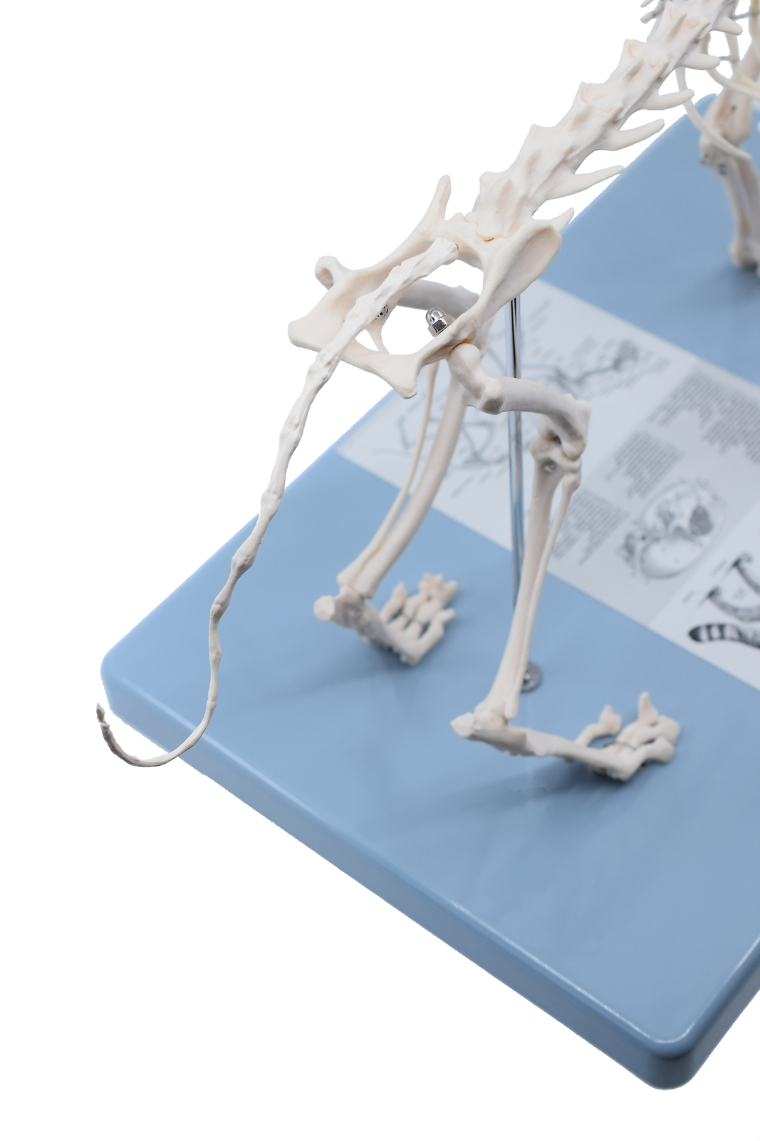 Eisco Labs Adult Cat Skeletal System, Anatomical Model, 8.25″ Tall