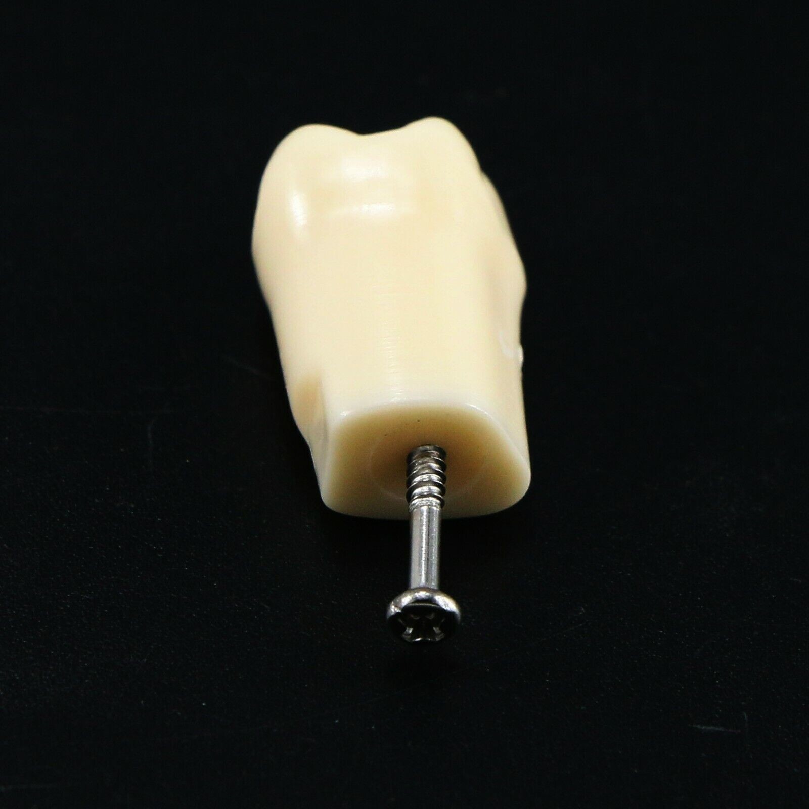 Dental Typodont Teeth Replacement Set of 28 Teeth Kilgore Nissin 500 Fit Screws