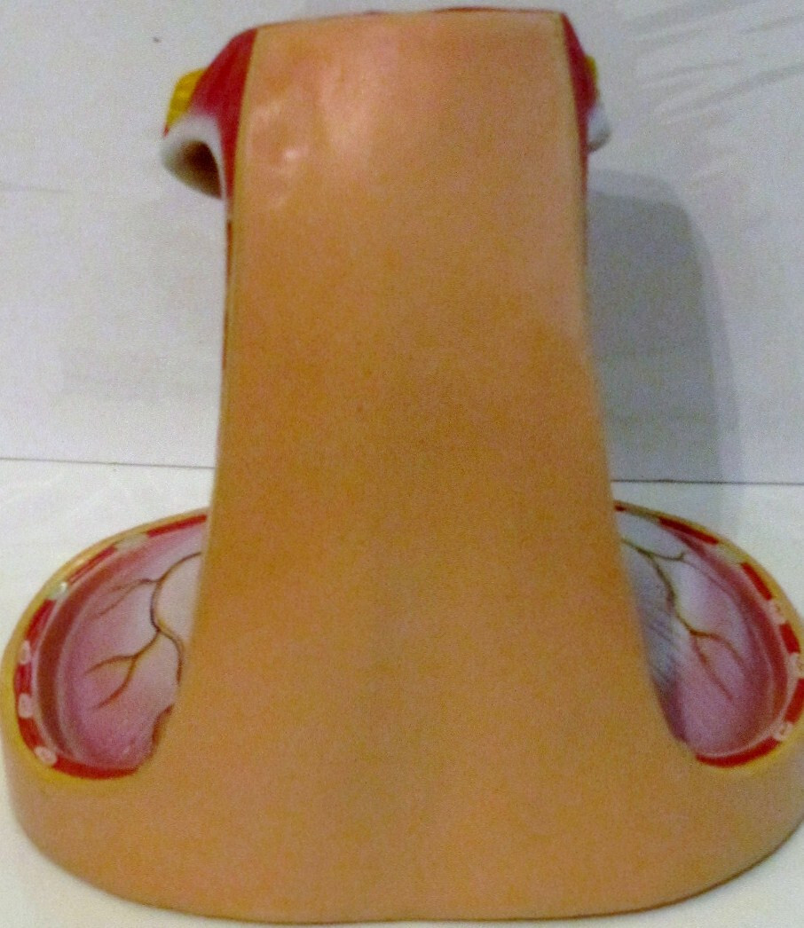 Throat Section Anatomical Model Trachea Larynx Mediastinum Neck Blood Vessels