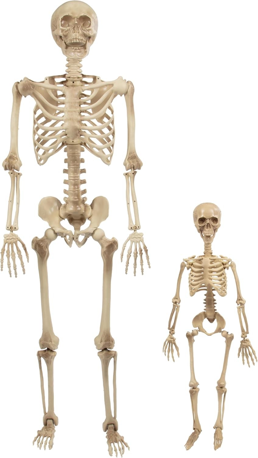 Life Size Human Skeleton Model for Anatomy Study- Scientific Body w Gray