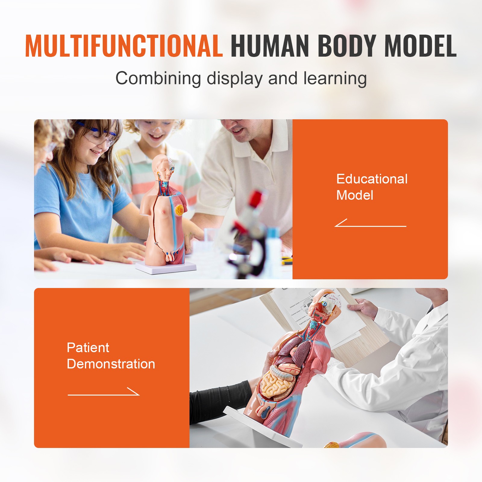 VEVOR Anatomical Human Torso Body Model Anatomy Internal Organ 18″ 23 Parts