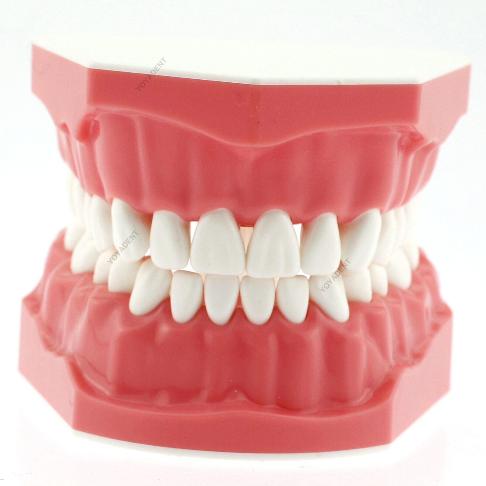 Dental Teeth Model Standard 1:1 Brushing Flossing Practice Teaching Model M7010