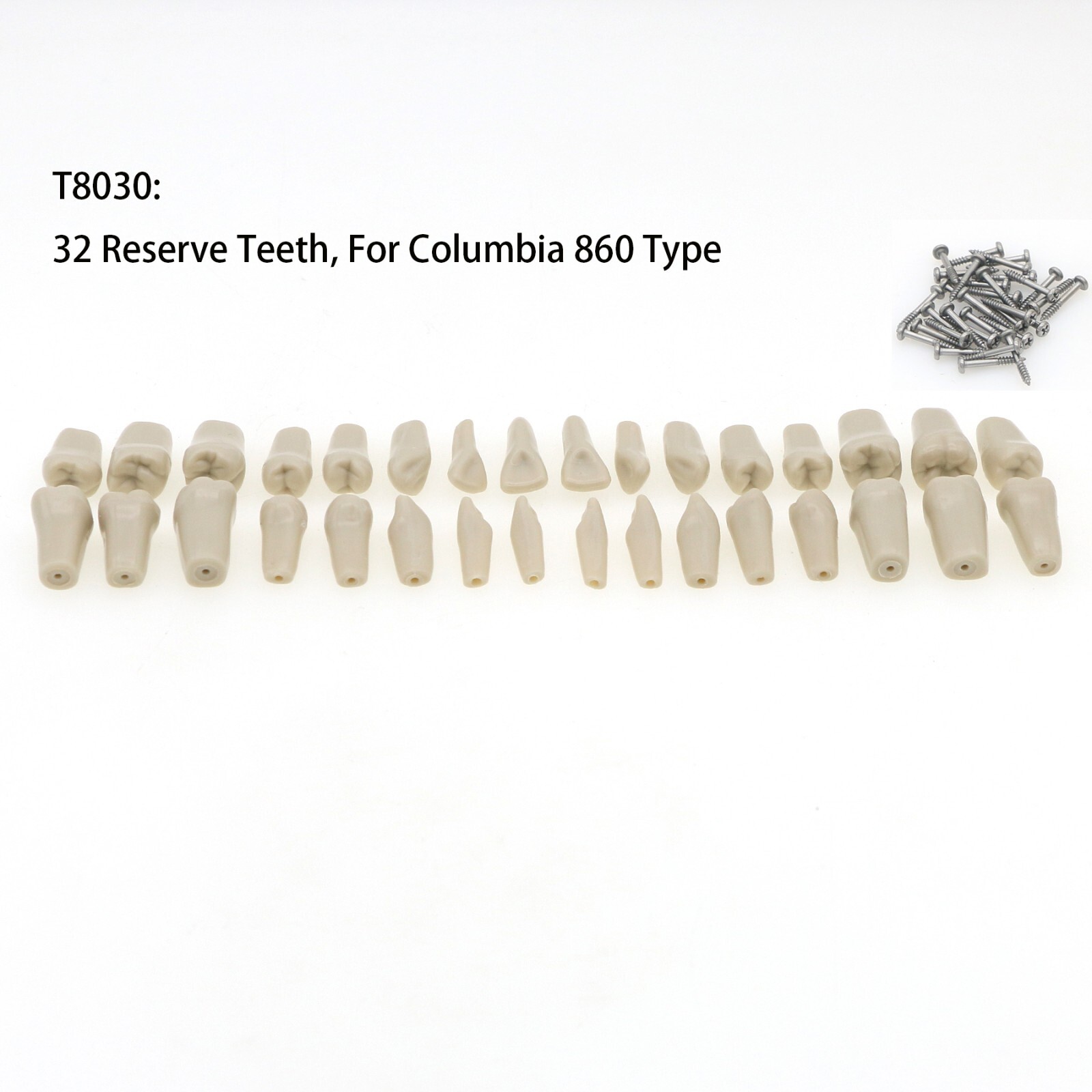 US Columbia 860 Type Dentoform Dental Typodont Model with 32Pcs Removable Teeth