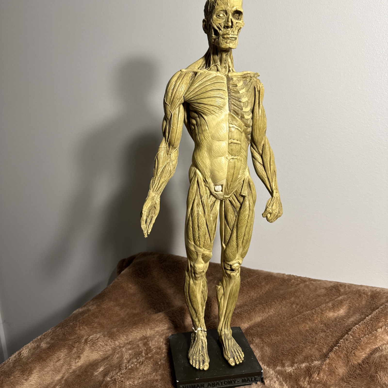 Andrew Cawrse Ver. 1 Human Anatomy Male Original Sculpted & Painted 161 of 2000