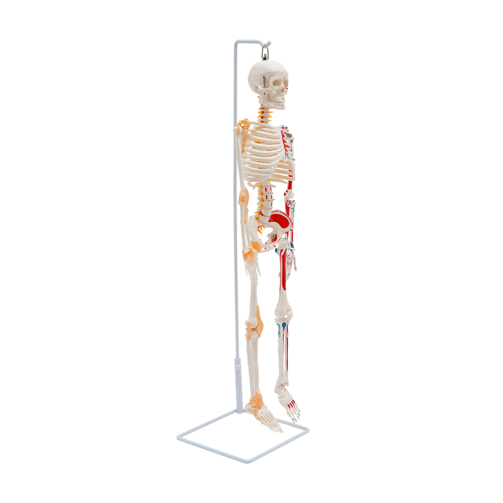 34″ Hanging Style Human Skeleton Model For Doctors’ Office or Anatomy Classroom