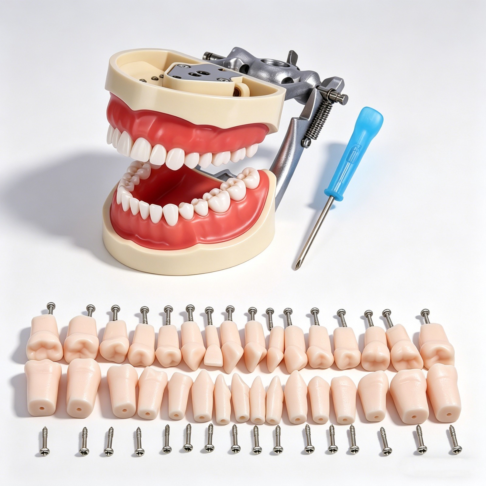 US Kilgore Nissin 200 Type Dental 32pcs Teeth Removeable Model & Mounting Pole