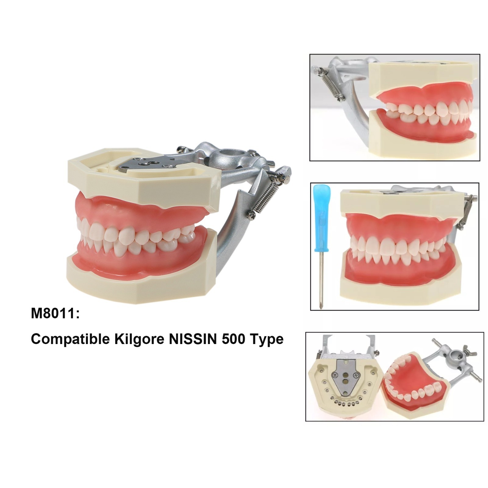 Dental Typodont Teeth Model fit Kilgore NISSIN 200/500 Type With Removable Teeth
