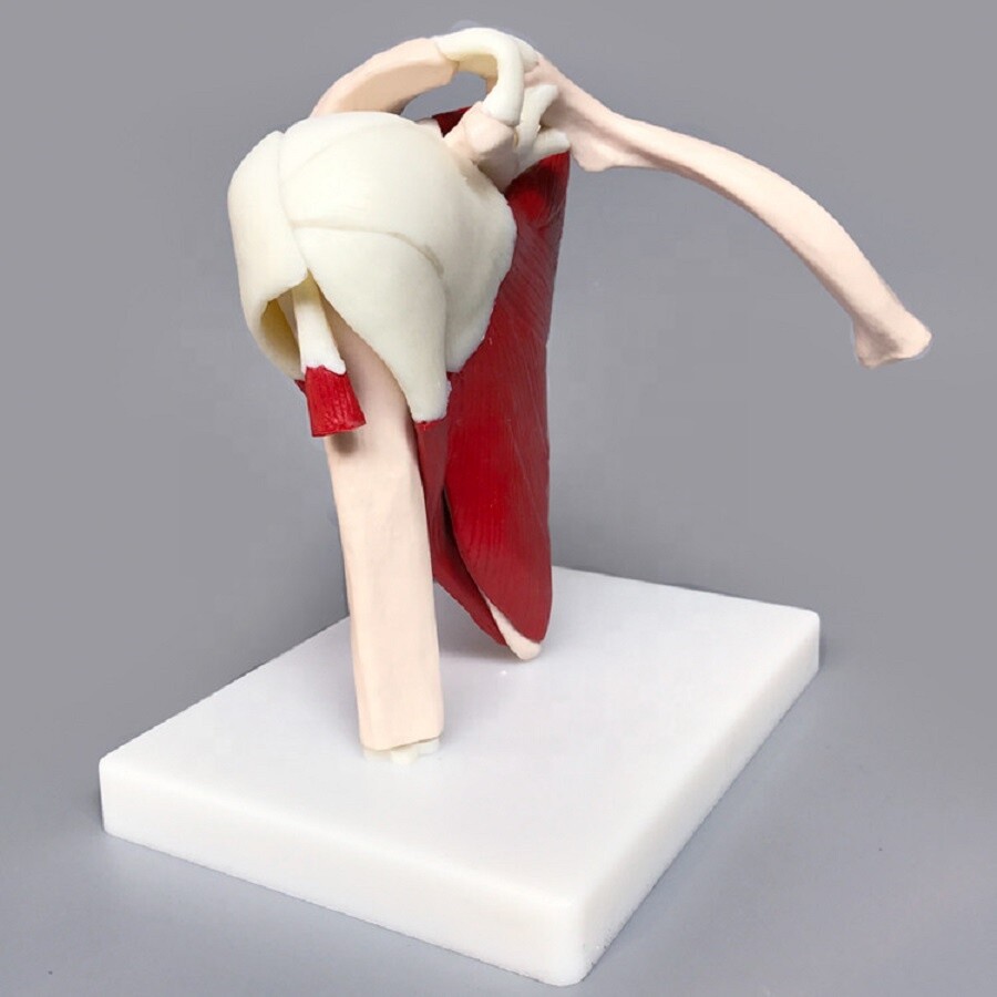 Human Shoulder Joint Ligament Muscled Skeleton Anatomical Model For Teaching US