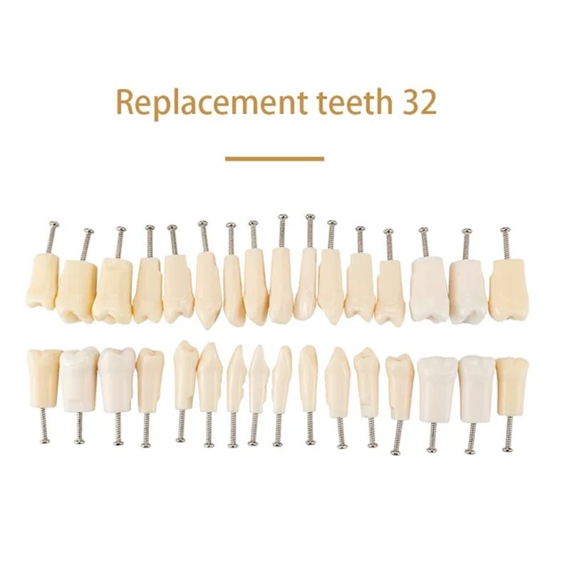 Dental Typodont Replacement Screw-in Teeth Model Resin Teeth for Teaching Study