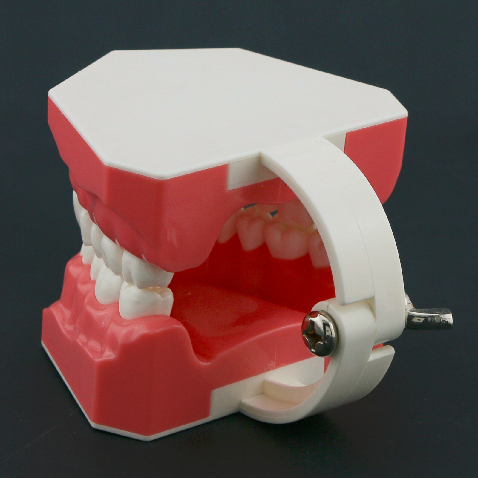Dental Typodont Model Brushing Flossing Practice Teaching Studying Model M7010-1