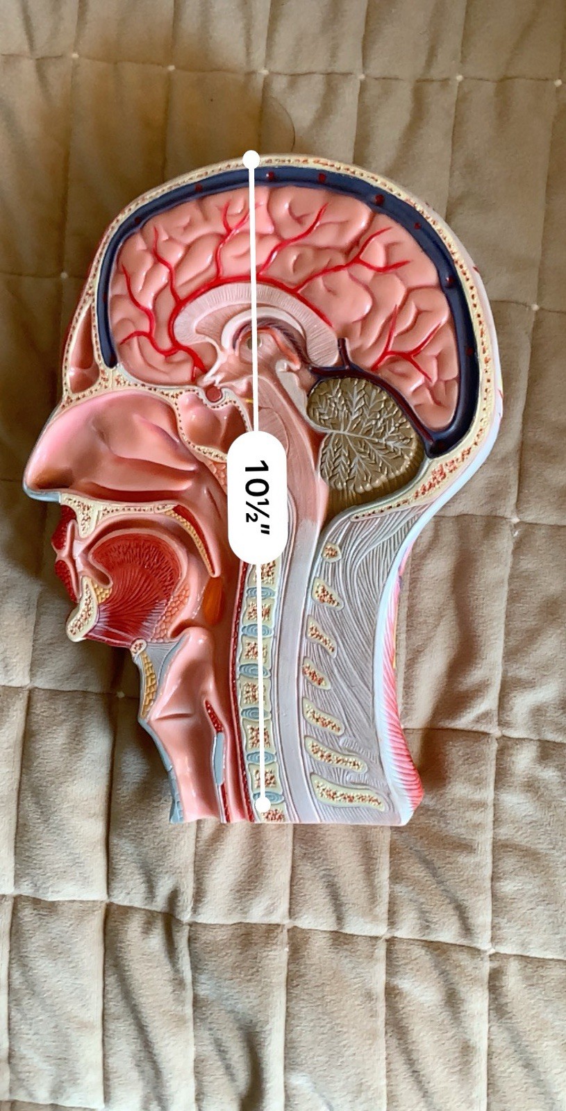 Life Size Human Half Head Anatomy Model Neurovascular Teaching Aid