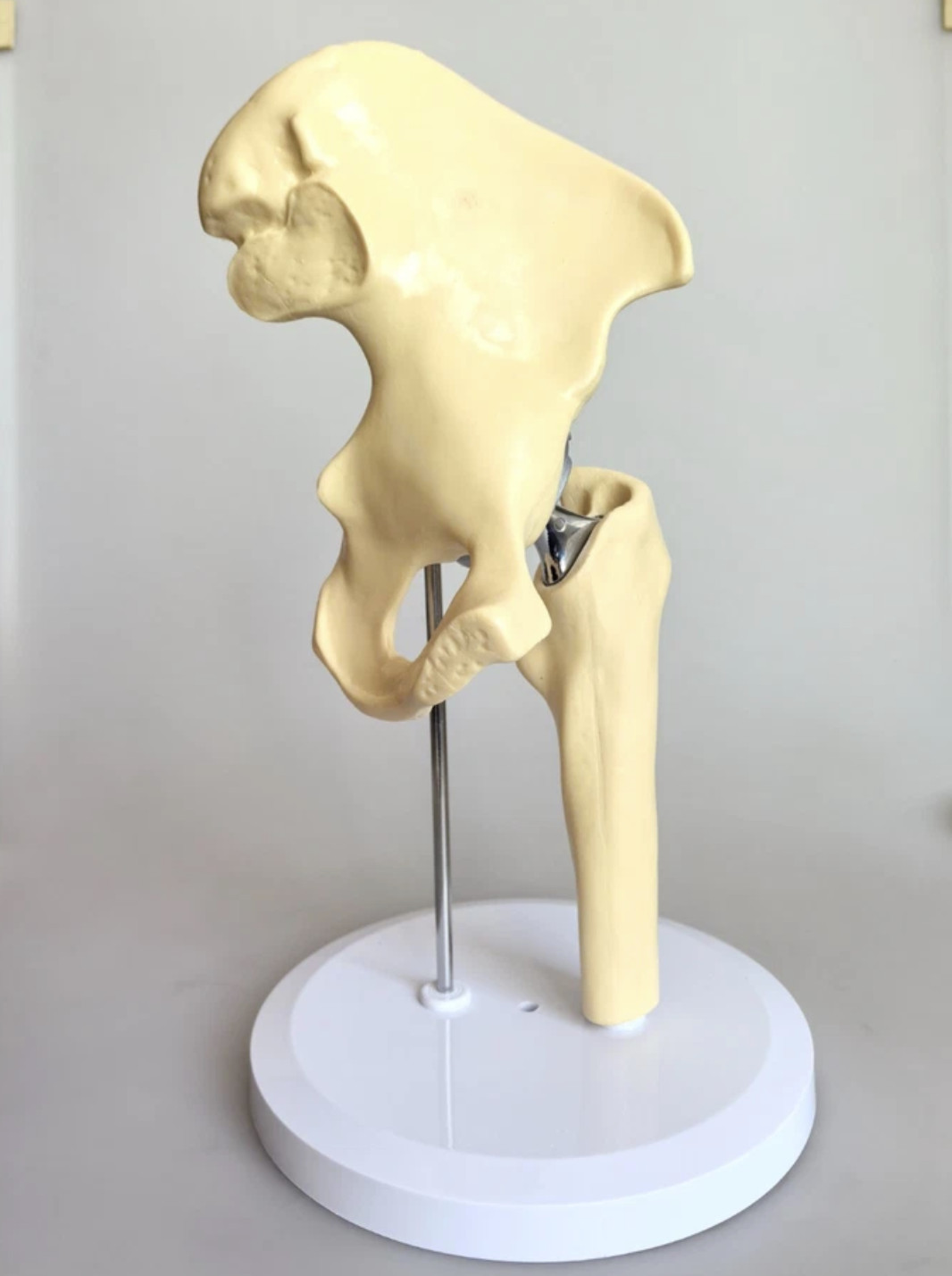 Artificial Shoulder Replacement Anatomical Model Knee Shoulder Elbow Joint Model