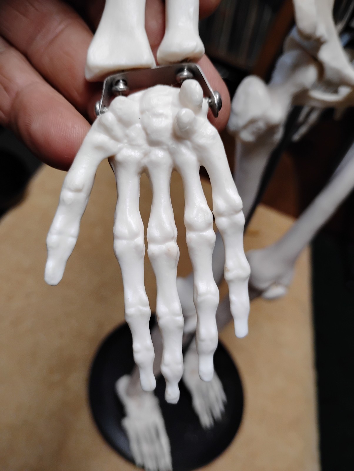 Medical Skeleton Model 33″ tall. Used in Good Condition.