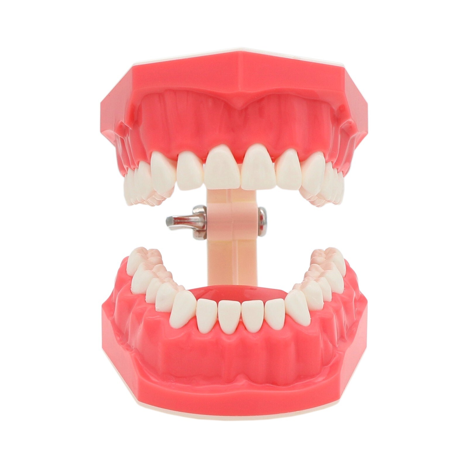 US Dental Teach Typodont Demonstration Teeth Model for Patient Study M7010-1/2