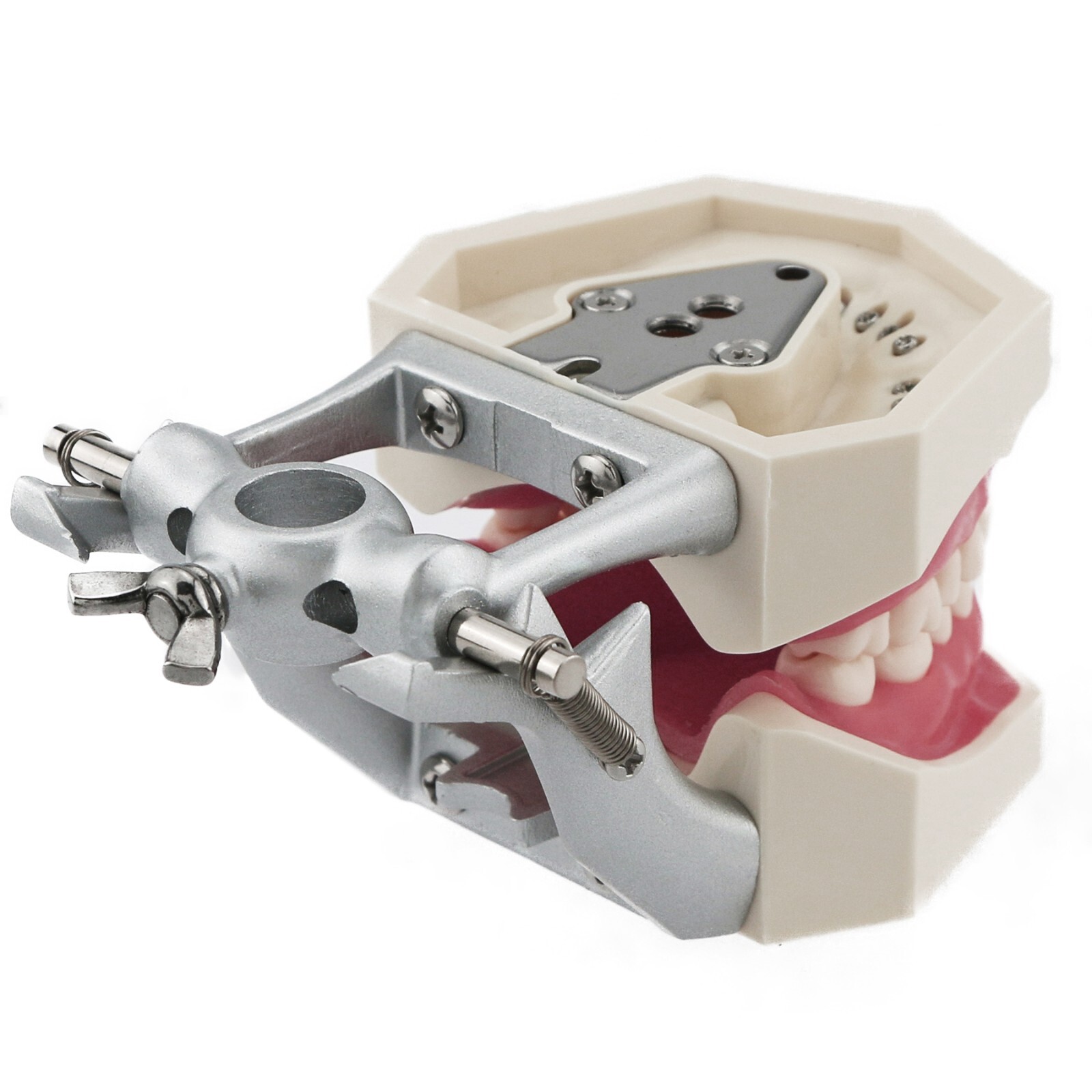 Dental Model With Screw-in Teeth fit Kilgore NISSIN 200/500 Type Typodont Model