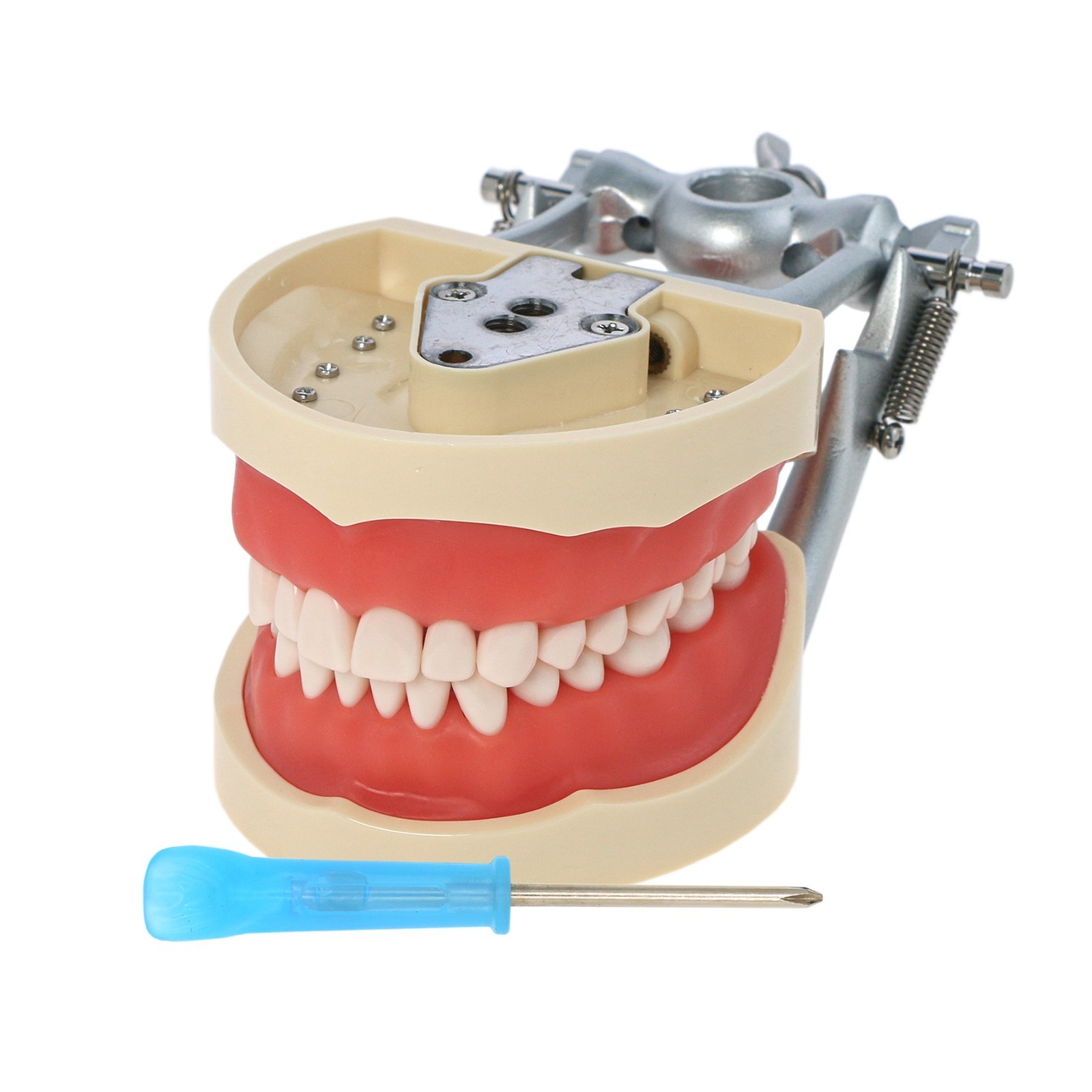 US Dental Typodont Teeth Models fit Kilgore NISSIN 200/500 Type & Columbia 860