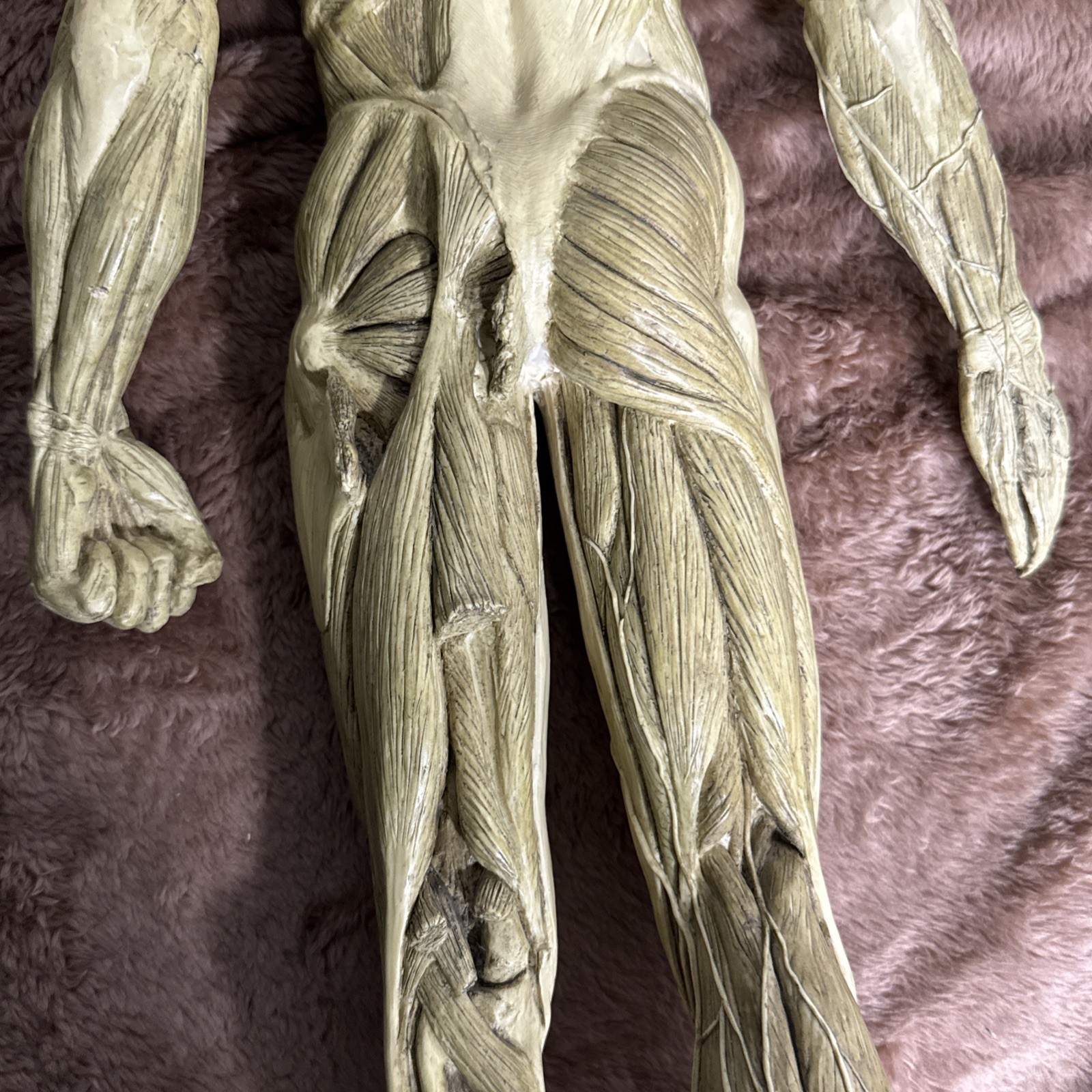 Andrew Cawrse Ver. 1 Human Anatomy Male Original Sculpted & Painted 161 of 2000