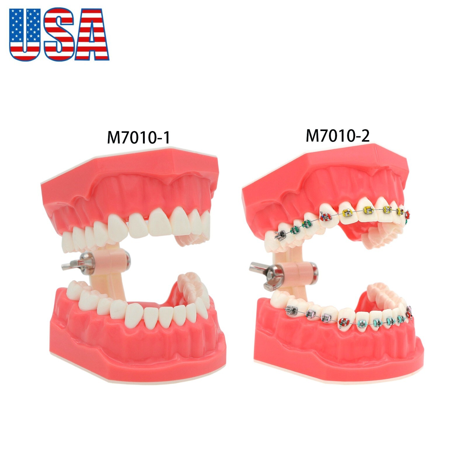 US Dental Teach Typodont Demonstration Teeth Model for Patient Study M7010-1/2
