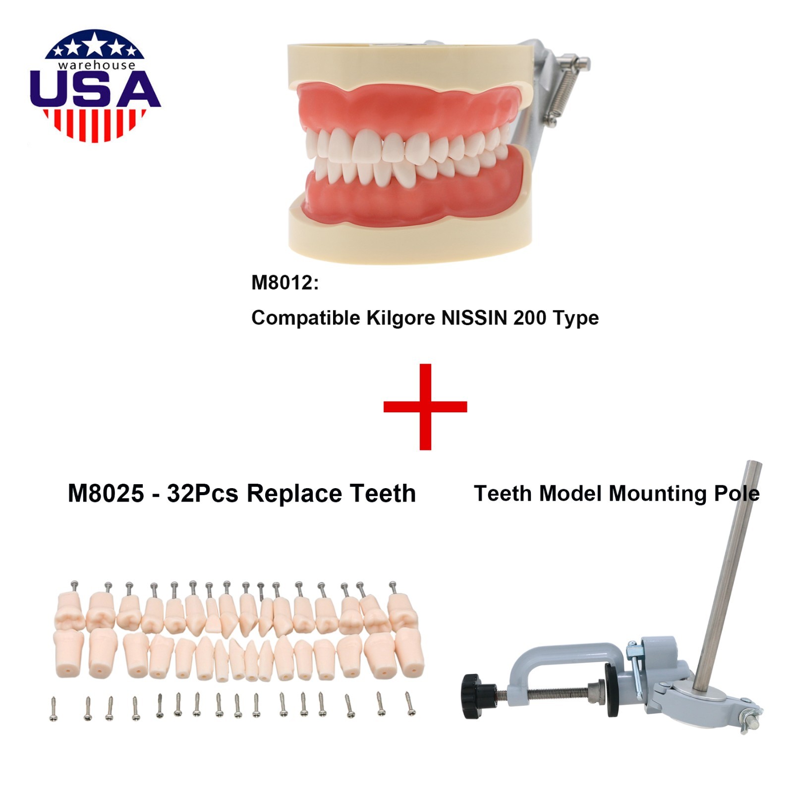 Dental 200 Type Typodont Model With Removable Teeth fit Kilgore NISSIN M8012