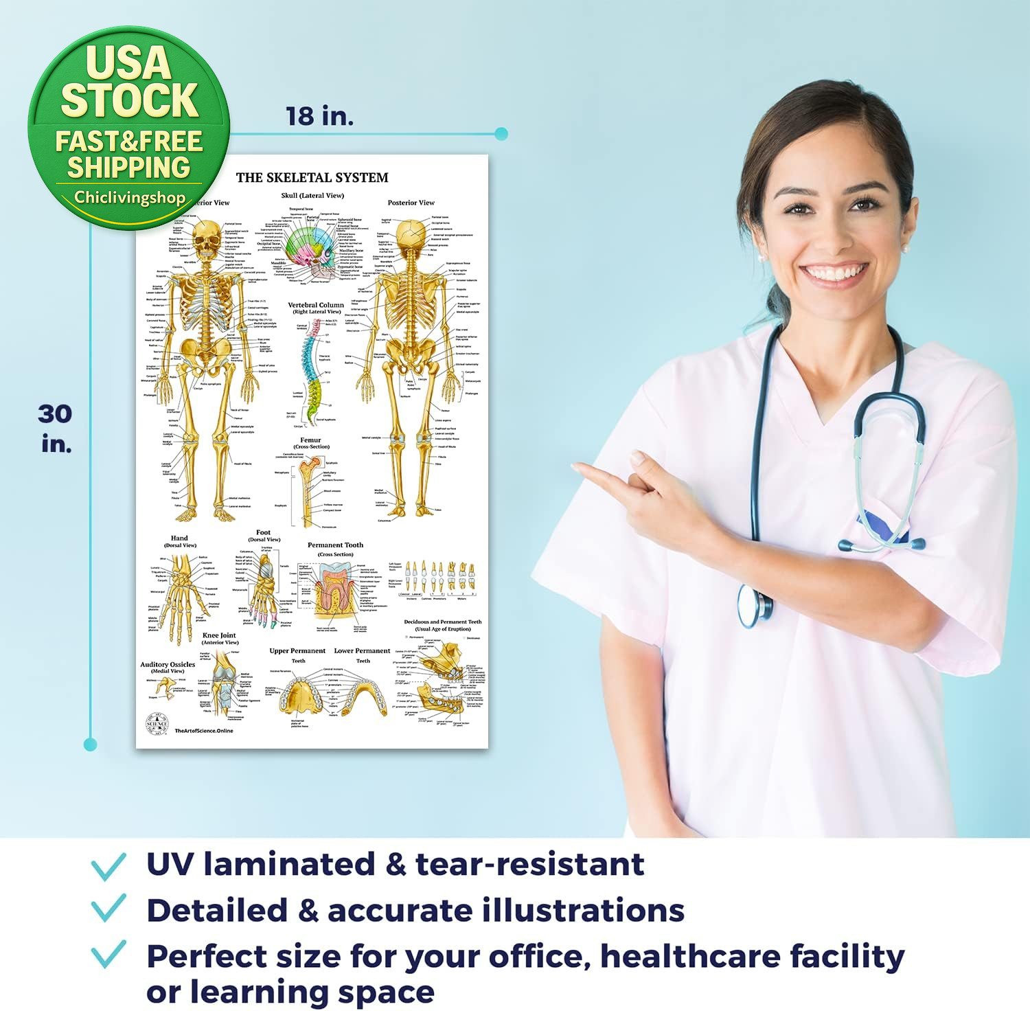 12 Human Anatomy Posters Laminated Medical Biology Health Classroom 18X30