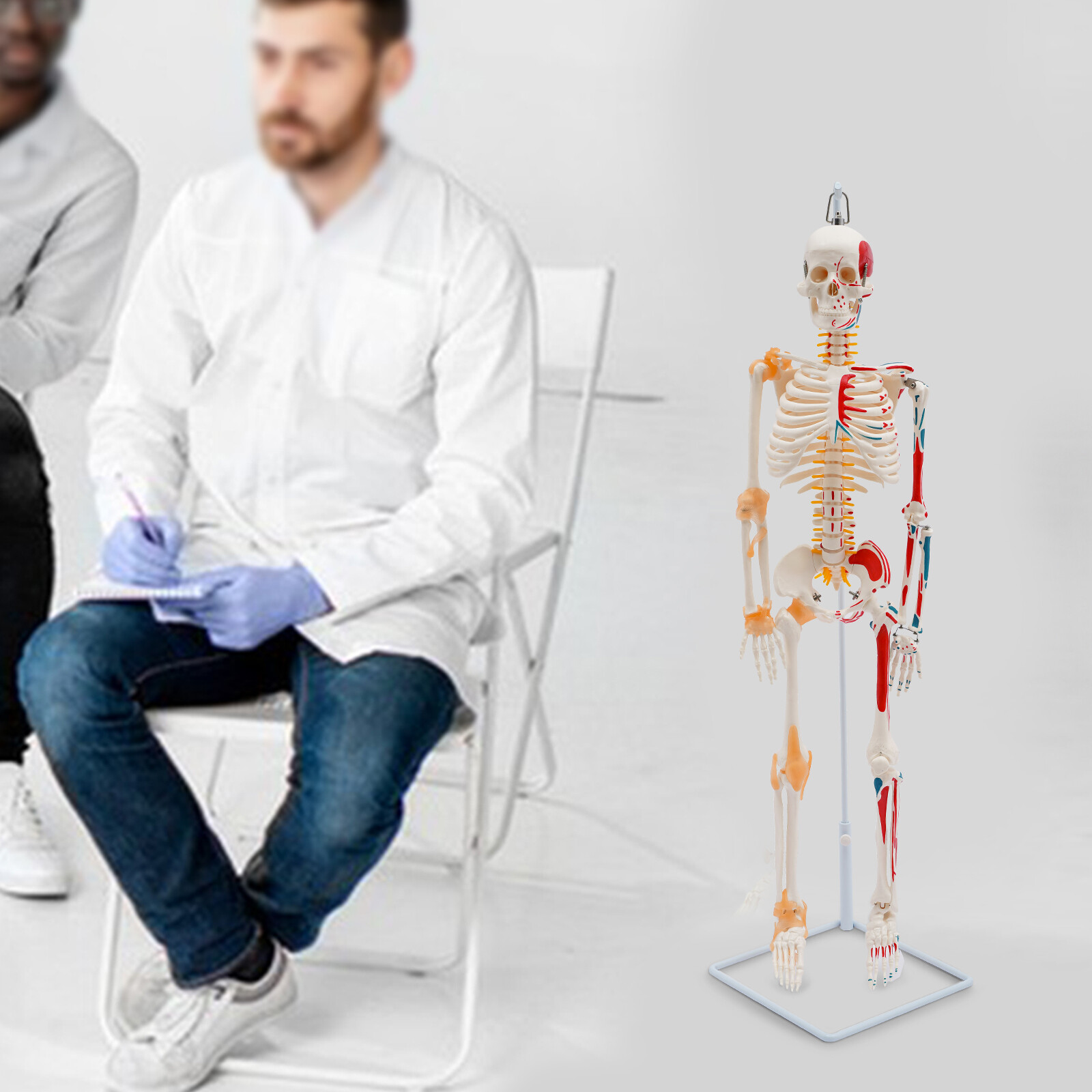 34″ Hanging Style Human Skeleton Model For Doctors’ Office or Anatomy Classroom