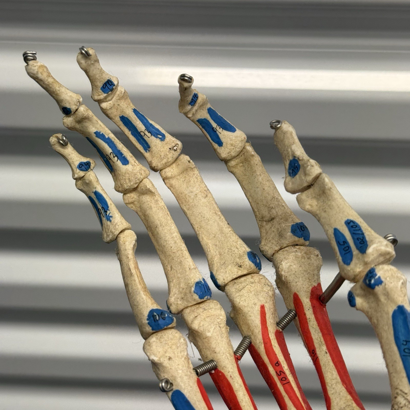 Human Arm Anatomical Skeleton Model Hand Bones Tendons Painted