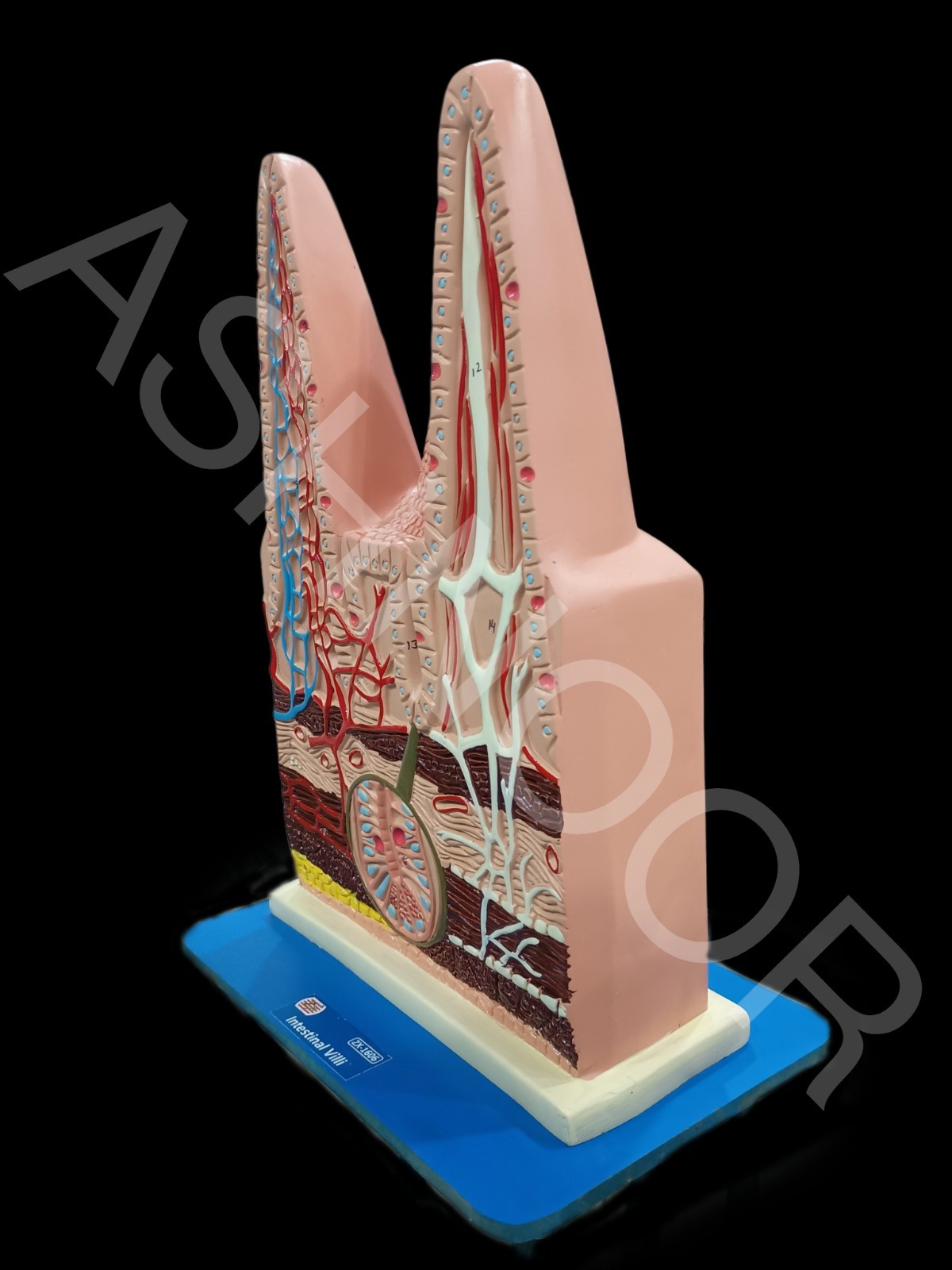 Human Intestinal Villi Model | XC-1060 | Medical Anatomy Teaching Aid