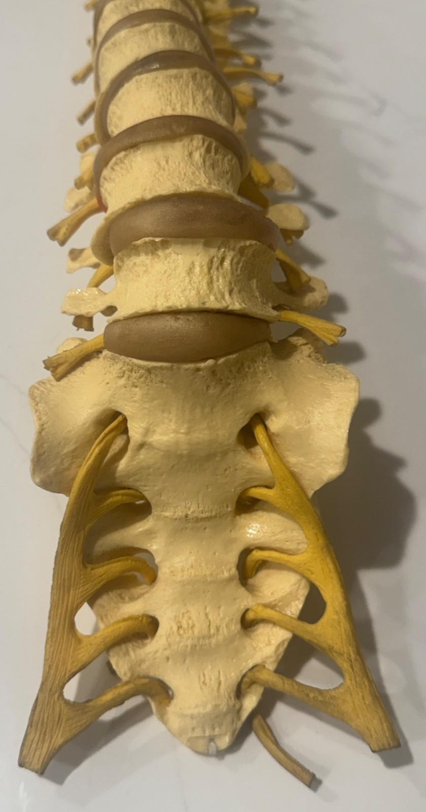 ANNATOMICAL ANATOMY 24″ HUMAN VERTEBRAL COLUMN SPINE WITH SACRUM MODEL