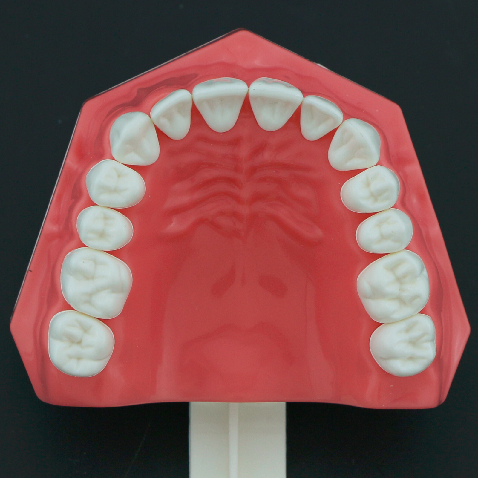 Dental Typodont Model Brushing Flossing Practice Teaching Studying Model M7010-1