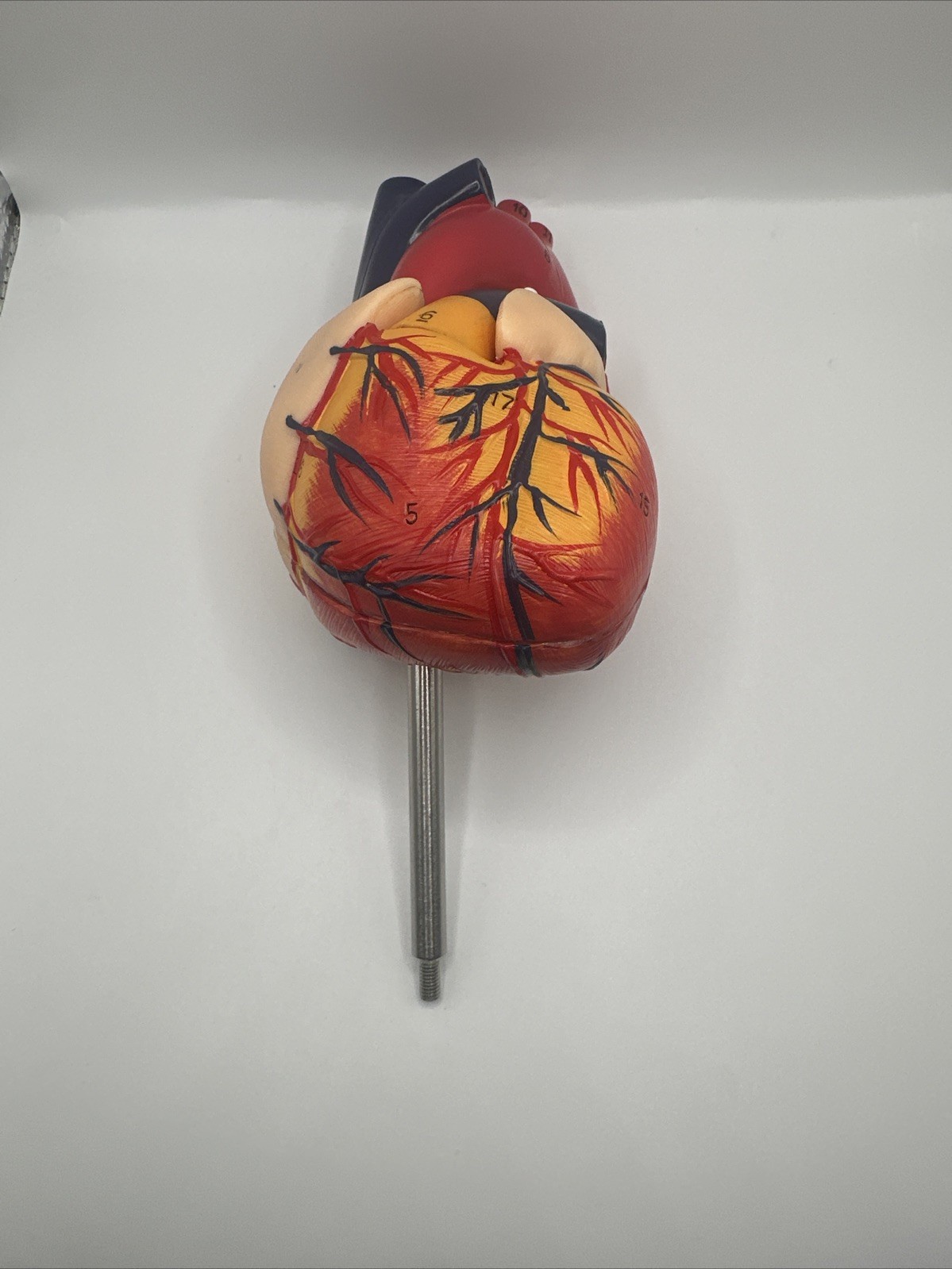 Anatomical Human Heart LifeSize 1:1 Model Medical Teaching Patient No Stand Used